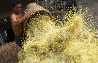 桂花价格持续走低&nbsp;多方助力帮热销