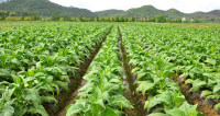 咸安首批菜篮子基地挂牌 