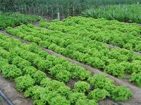 嘉鱼积极引进蔬菜种植新品种 助推菜农增产增收