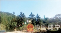 通山：防火旗帜插林区