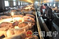 通山：合作养猪带农致富