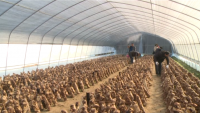 通城界上村：香菇撑开致富伞