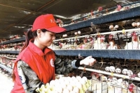这家养鸡合作社用了啥法子 能让产品供不应求？