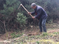 崇阳：七旬老人独守荒山33年 植树造林200亩 