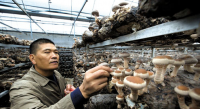 咸安：香菇基地春意浓 当地贫困户就业忙