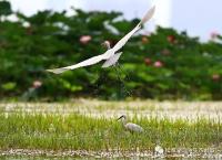 世界湿地日：湿地减少灾害风险