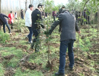 赤壁多部门联合行动专项整治抢栽抢建行为