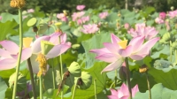 通城四庄乡不当“粮仓”当“花瓶”