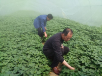 一招致富不返贫——一个苕叶尖大棚创造的奇迹