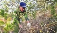 上坟引起森林火灾！将面临怎样的法律处罚？