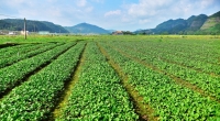 通城：推动传统农业转型 打造15个重点示范工程