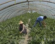 圆圆的它  成为赤壁东柳村脱贫致富新亮点