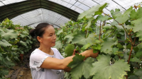 惧怕高温 葡萄熟透无人采摘