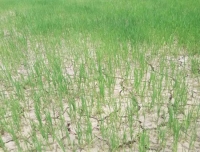 赤壁多部门联动 抗旱保秋收